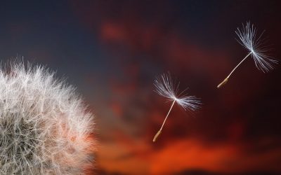 Achtsamkeit. Mindfulness. Meditation